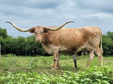 PRAIRIE DANCER 06/12