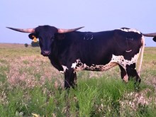 FC Midnight In Cheyenne