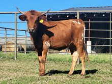 FC Miss Seco Springs