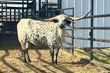 DB LUMENS READY 🇺🇸