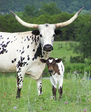 Longhorn Photo